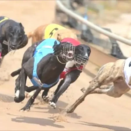 “賽狗盤口：投注項目介紹及連贏投注、籠位挑戰、頂級訓練師等玩法解析”